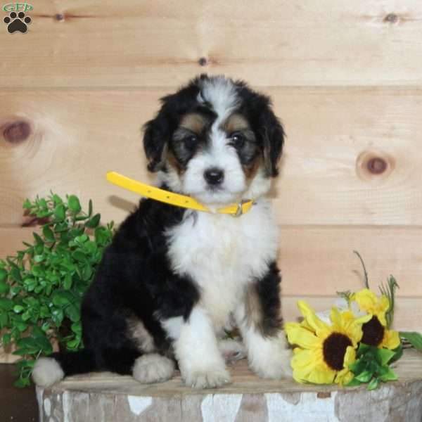 Dairy Queen, Bernedoodle Puppy